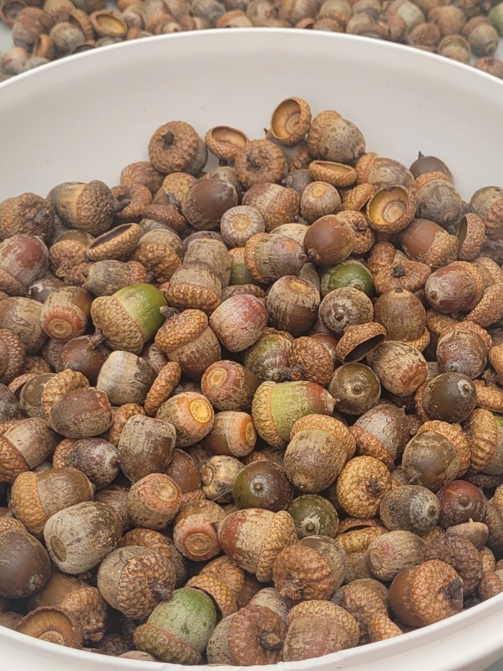Natural Oak Acorn Great For Making Crafts